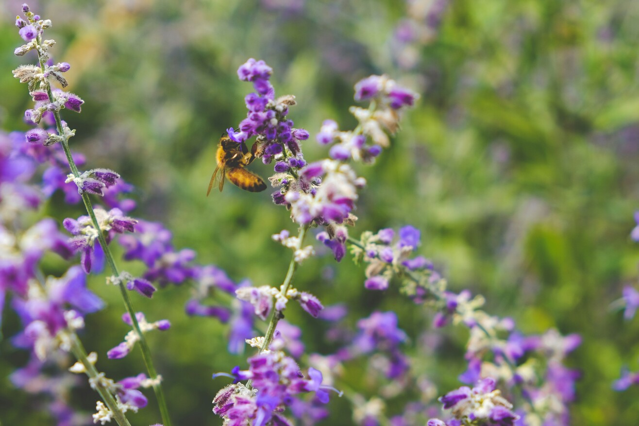 Eine gelbe Biene sitzt auf einer violetten Wildblume und sammelt Nektar.
